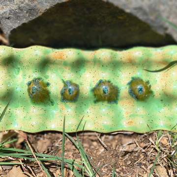 🥚 “Meadow Nest” Egg Tray 
